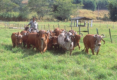 sBrazilian_Gyr_Cattle.jpg