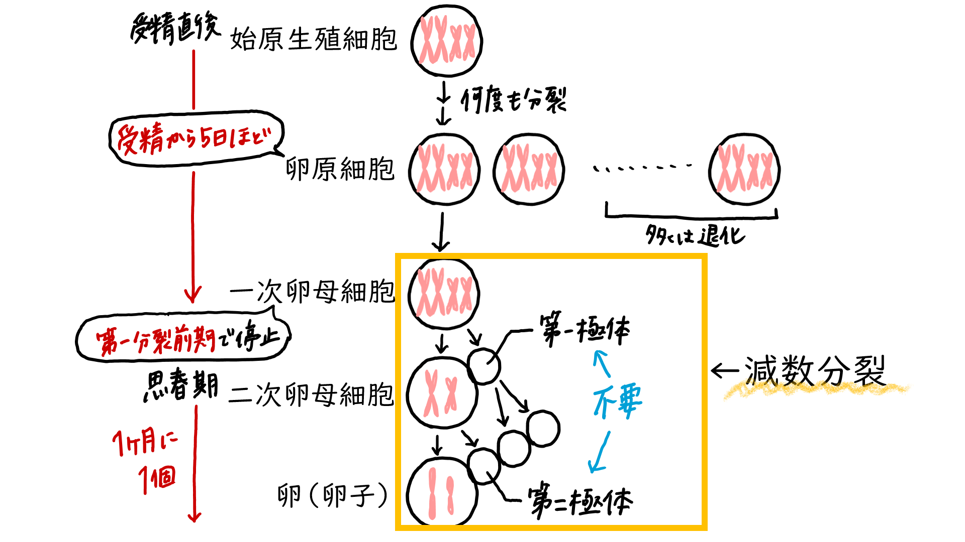 回復までどれくらいかかりますか?