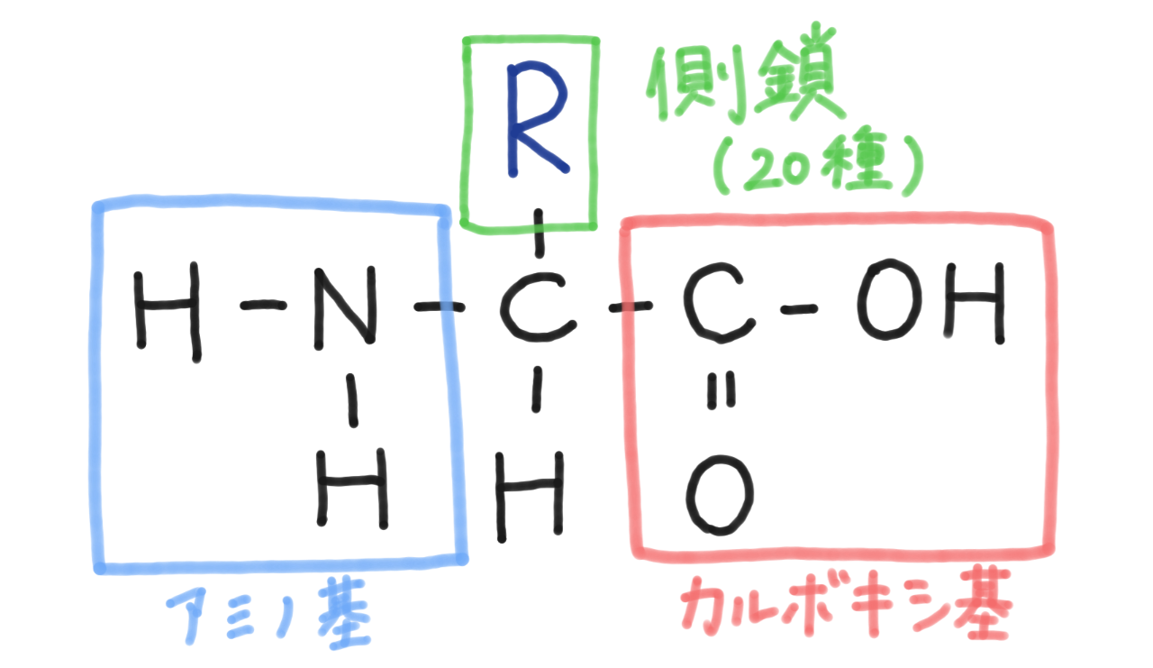 アミノ酸.png