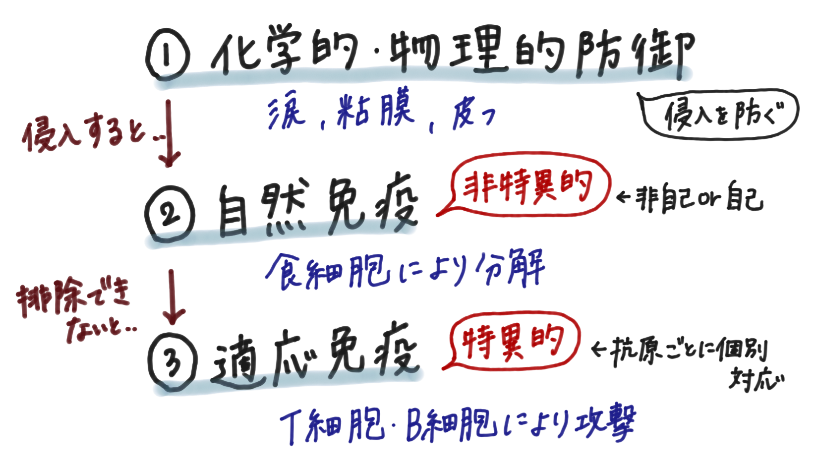 免疫の流れ.png